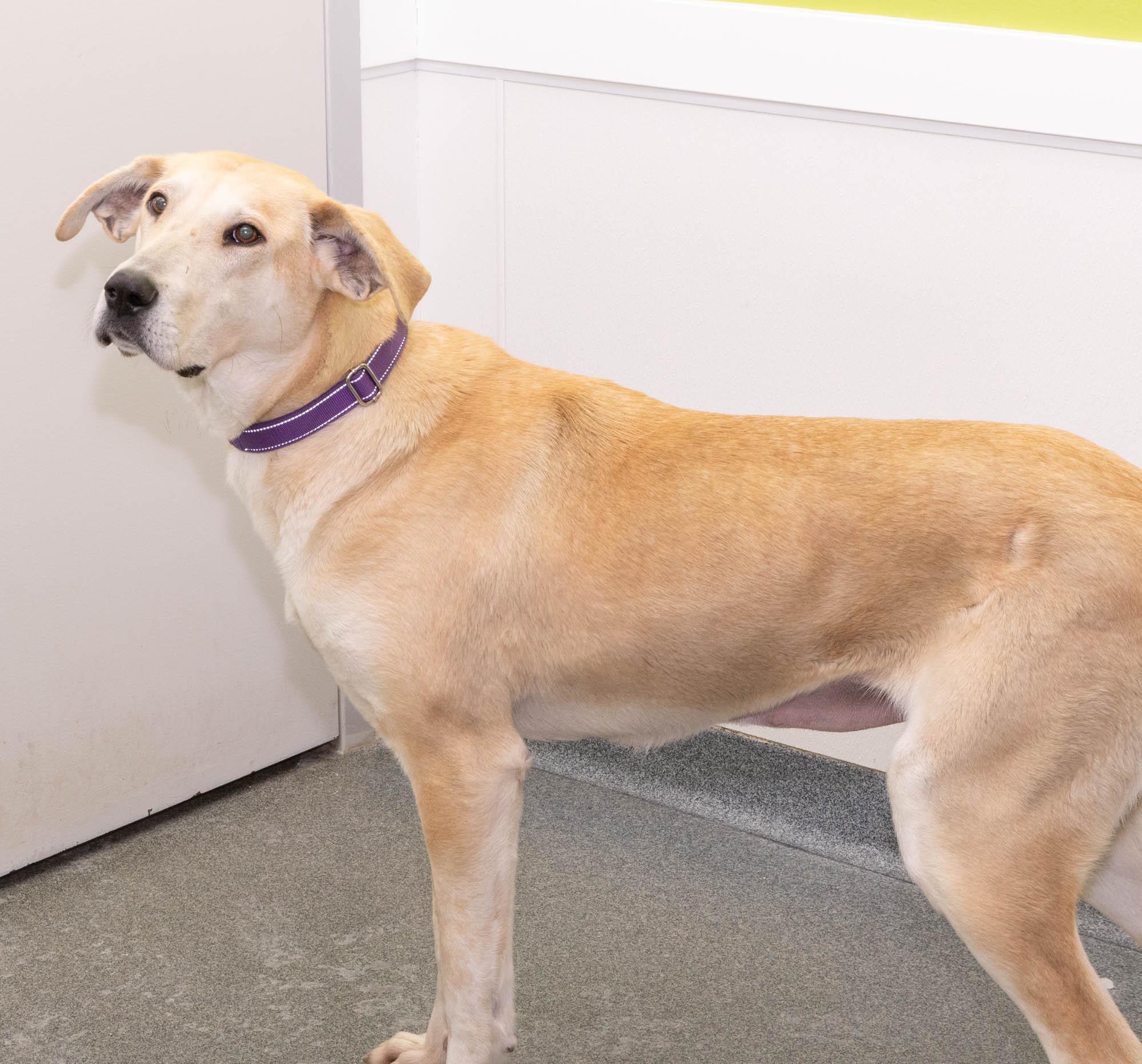 Enlarge Margerine, a ADOPTABLE Mixed Breed in Mount Pleasant, MI image 4/4