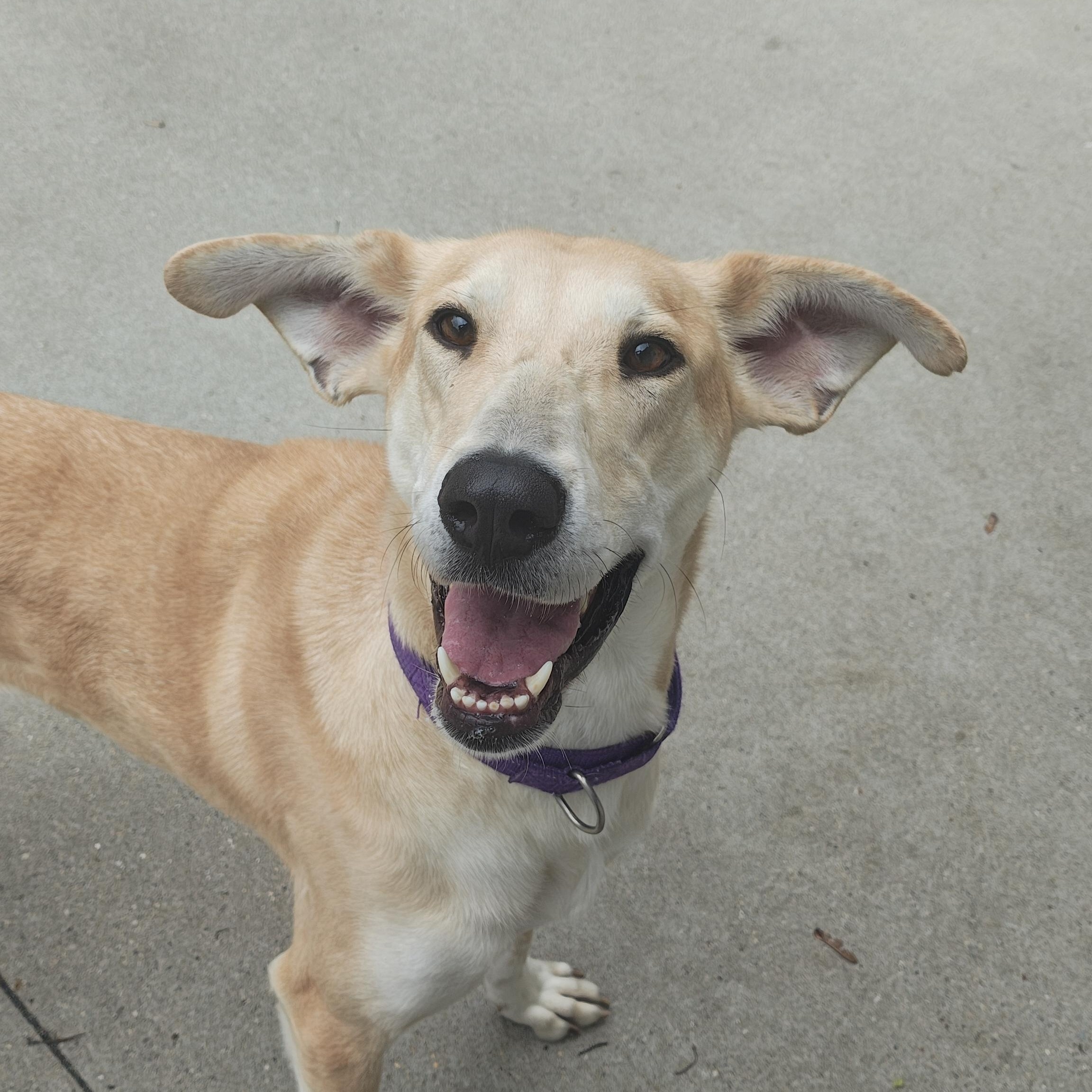Margerine, ADOPTABLE, Young Female Mixed Breed.
