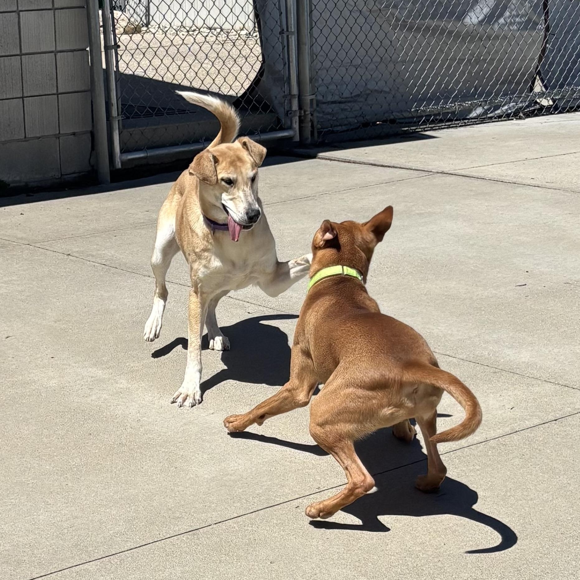 Margerine, a ADOPTABLE Mixed Breed in Mount Pleasant, MI image 2/4
