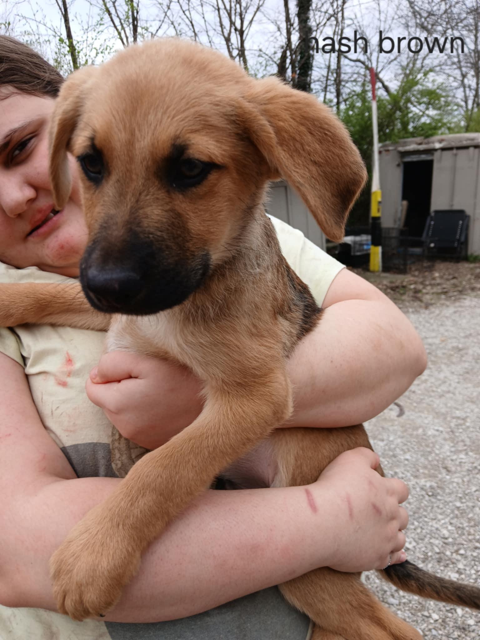 Enlarge Hash Brown Tater, a Adoptable mixed breed in Princeton, IN image 2/2