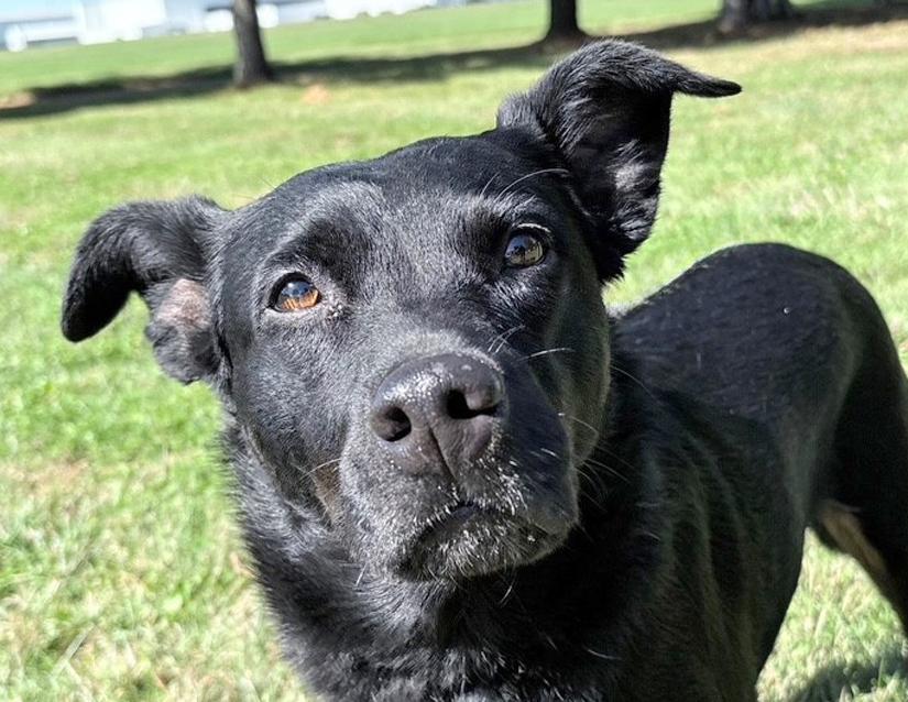 Enlarge Cassie, a Adoptable mixed breed in Columbus, IN image 1/3