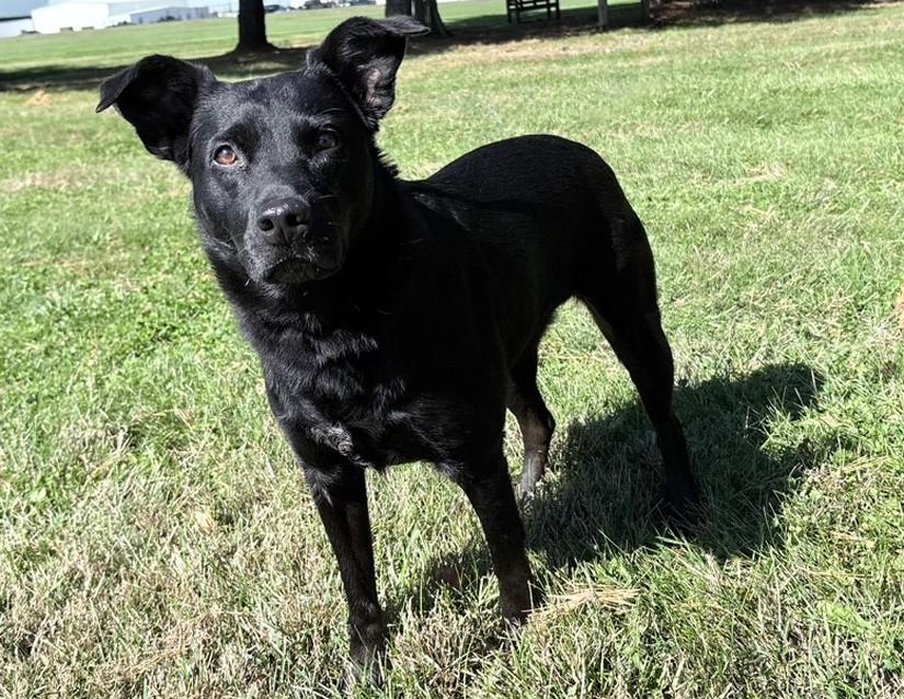 Enlarge Cassie, a Adoptable mixed breed in Columbus, IN image 3/3