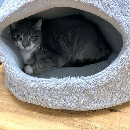 Enlarge Tiggy - Available from Foster, a Adoptable Domestic Short Hair in South Burlington, VT image 1/1