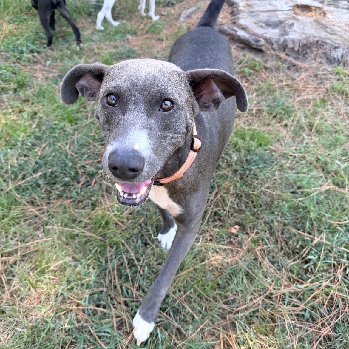 Enlarge Lady Rose, a Adoptable mixed breed in Farmington, UT image 3/6