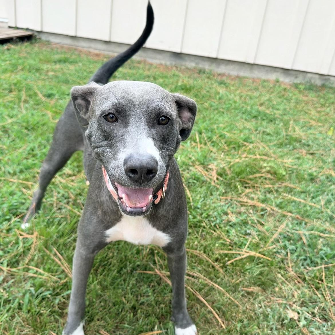 Enlarge Lady Rose, a Adoptable mixed breed in Farmington, UT image 2/6