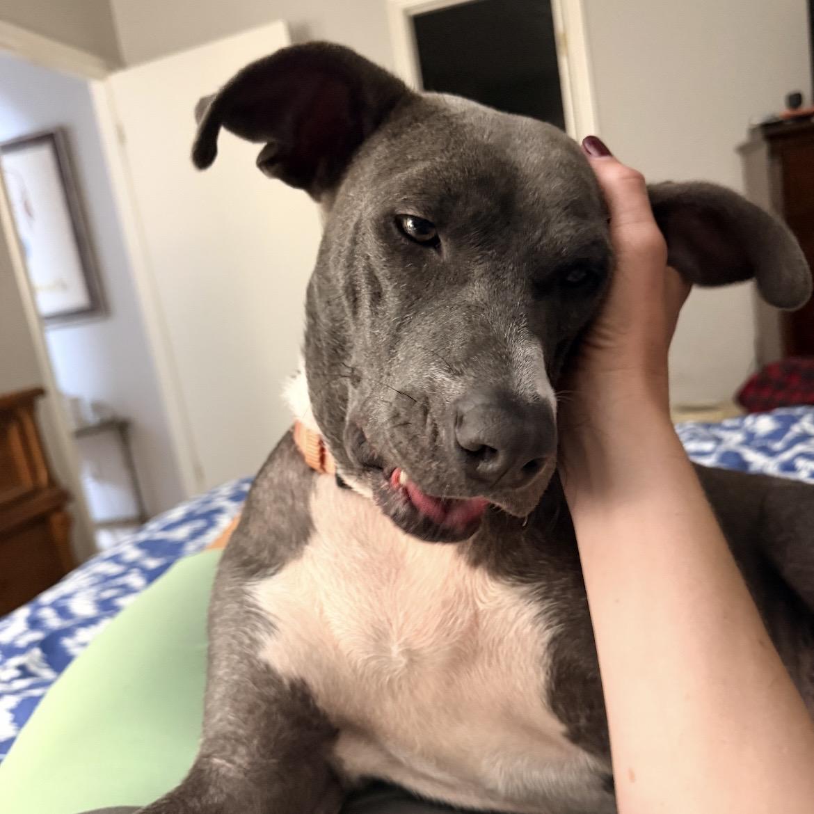 Enlarge Lady Rose, a Adoptable mixed breed in Farmington, UT image 4/6