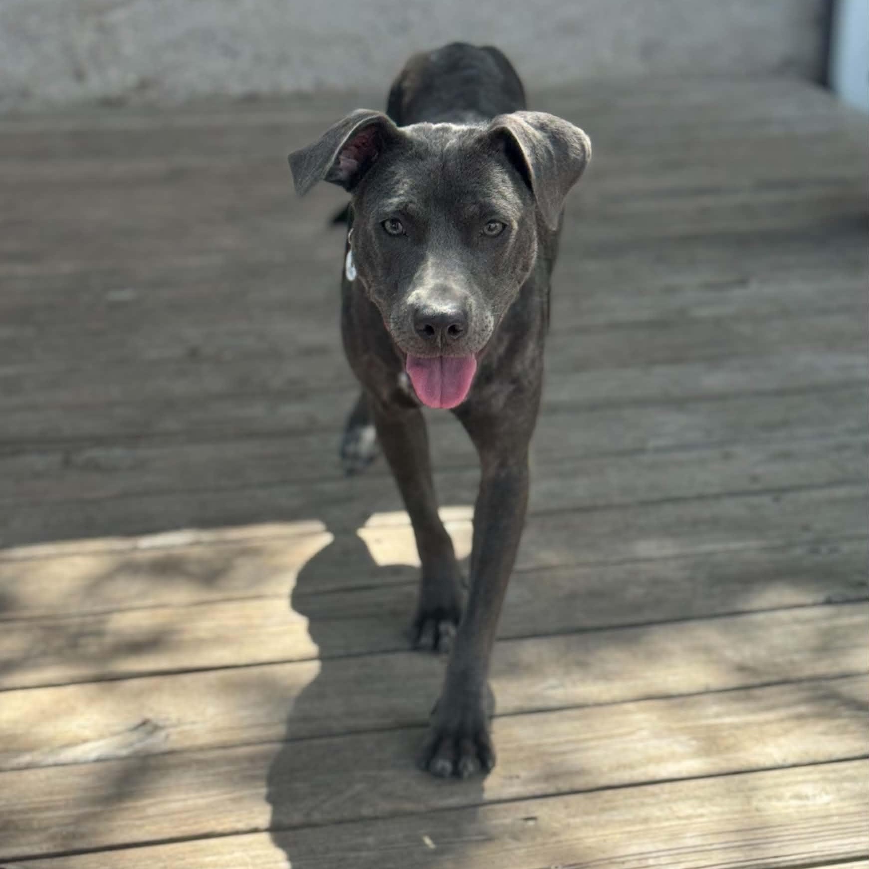 Enlarge Bonny, a ADOPTABLE Pit Bull Terrier in Mead, CO image 5/6