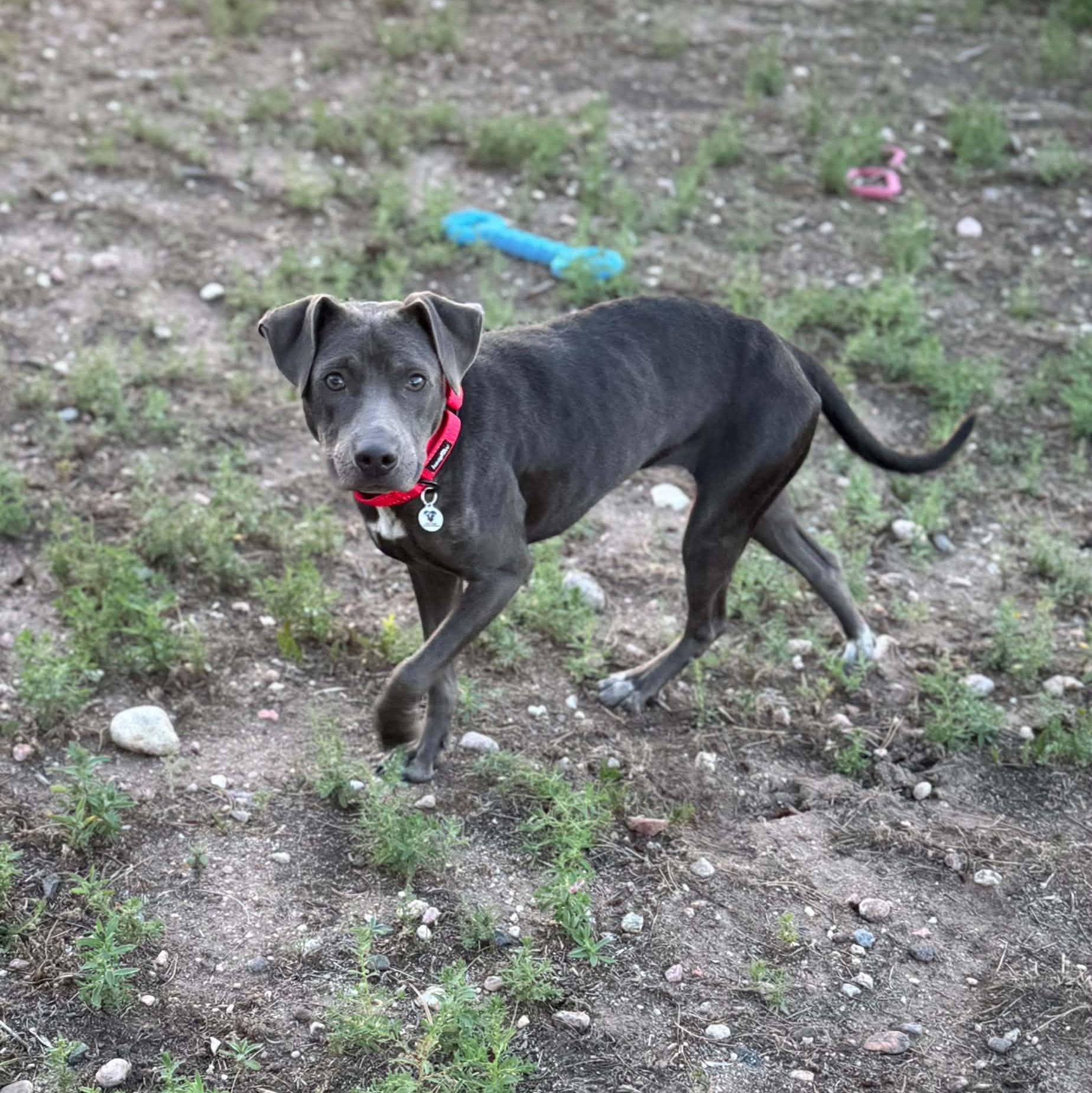 Enlarge Bonny, a ADOPTABLE Pit Bull Terrier in Mead, CO image 6/6
