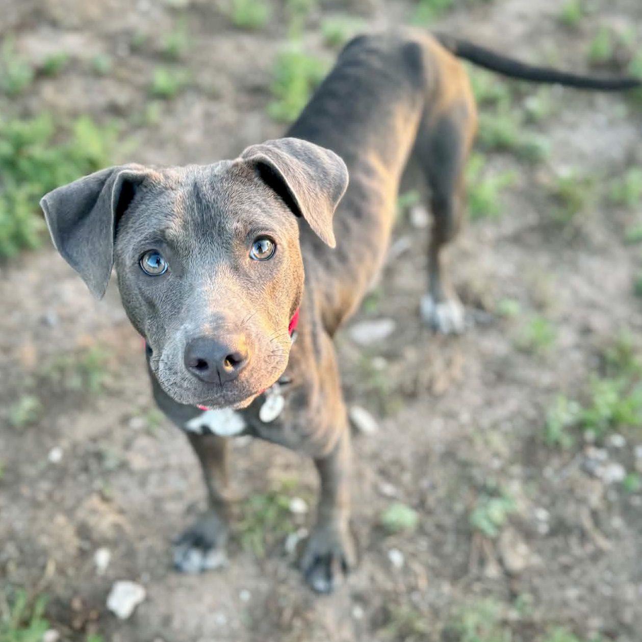 Bonny, ADOPTABLE, Puppy Female Pit Bull Terrier.