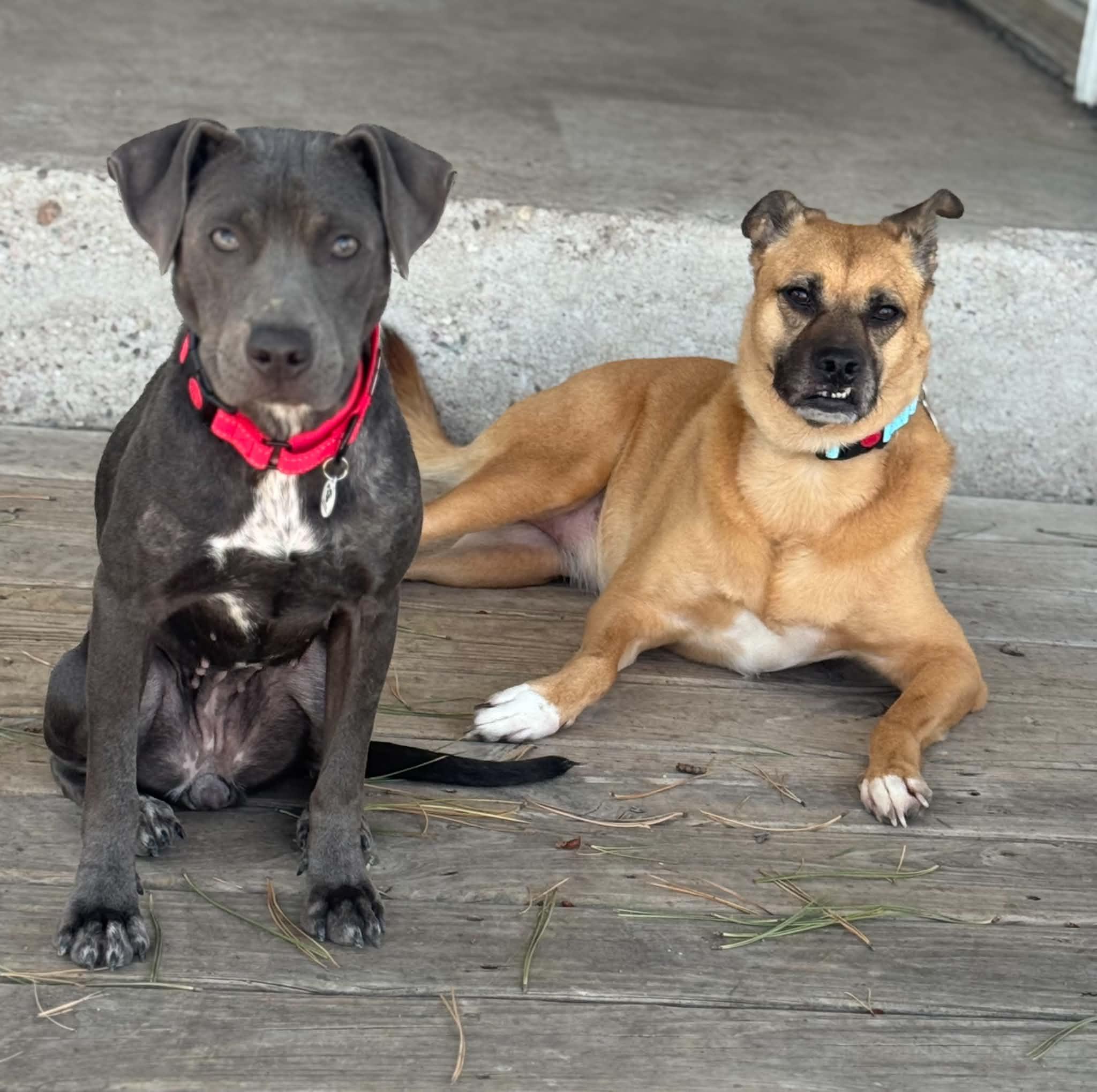 Enlarge Bonny, a ADOPTABLE Pit Bull Terrier in Mead, CO image 3/6