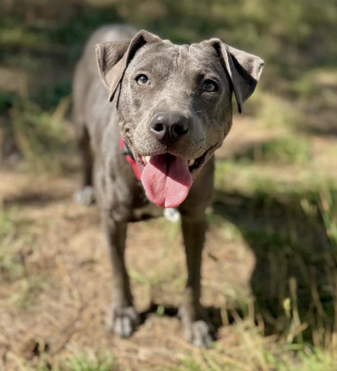 Bonny, Adoptable, Puppy Female Pit Bull Terrier.