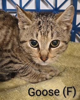 Goose, a Adoptable Domestic Short Hair in Saugerties, NY image 1/2