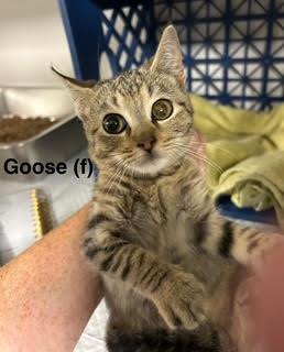 Goose, a Adoptable Domestic Short Hair in Saugerties, NY image 2/2