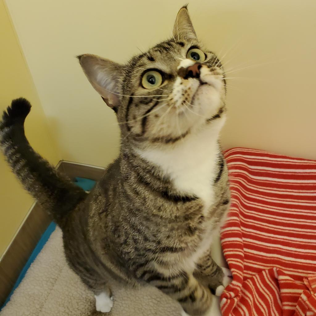 Chi, a Adoptable Domestic Short Hair in Bedford, NH image 1/4