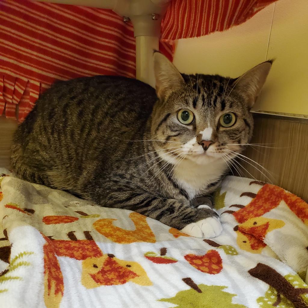 Chi, a Adoptable Domestic Short Hair in Bedford, NH image 2/4