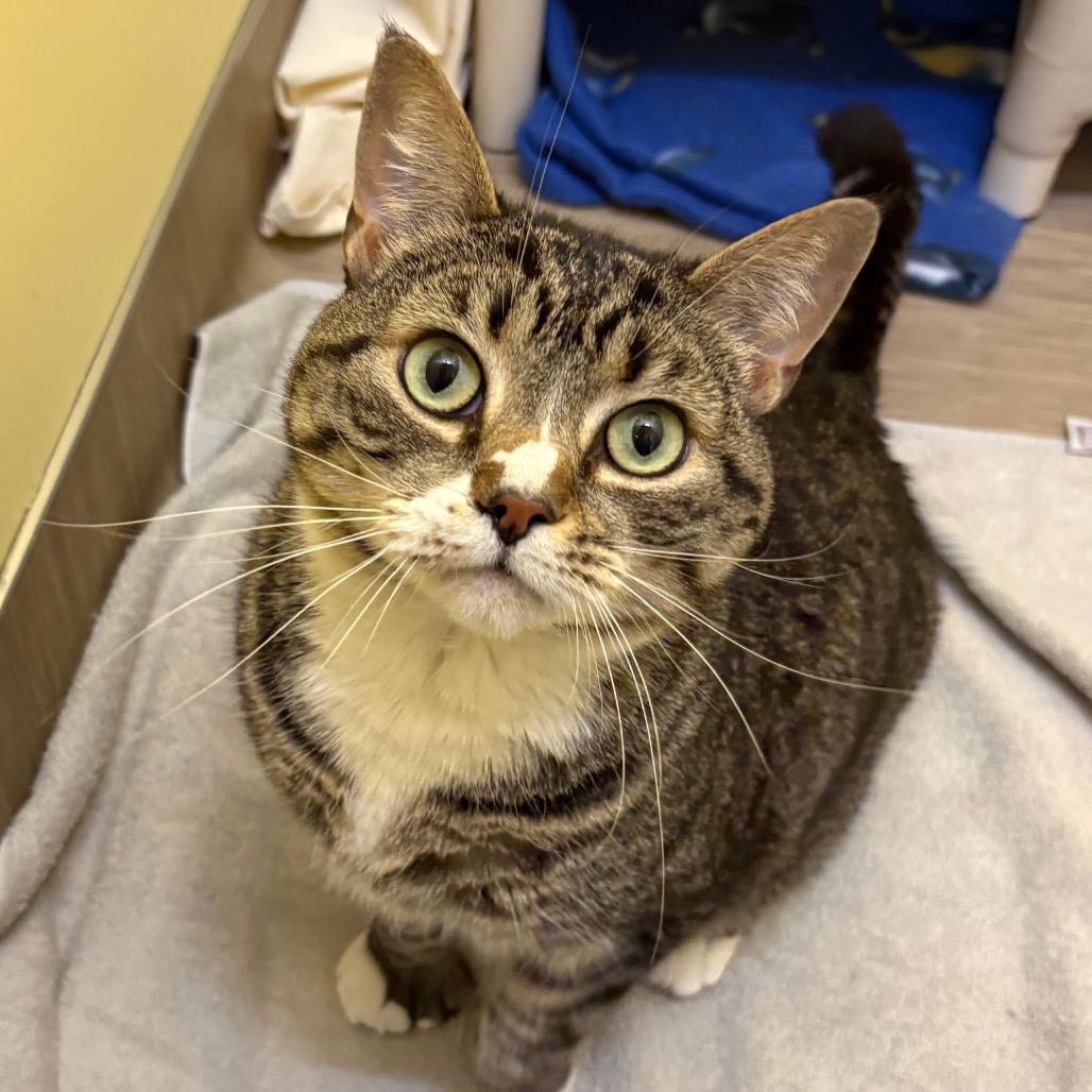 Chi, a Adoptable Domestic Short Hair in Bedford, NH image 3/4