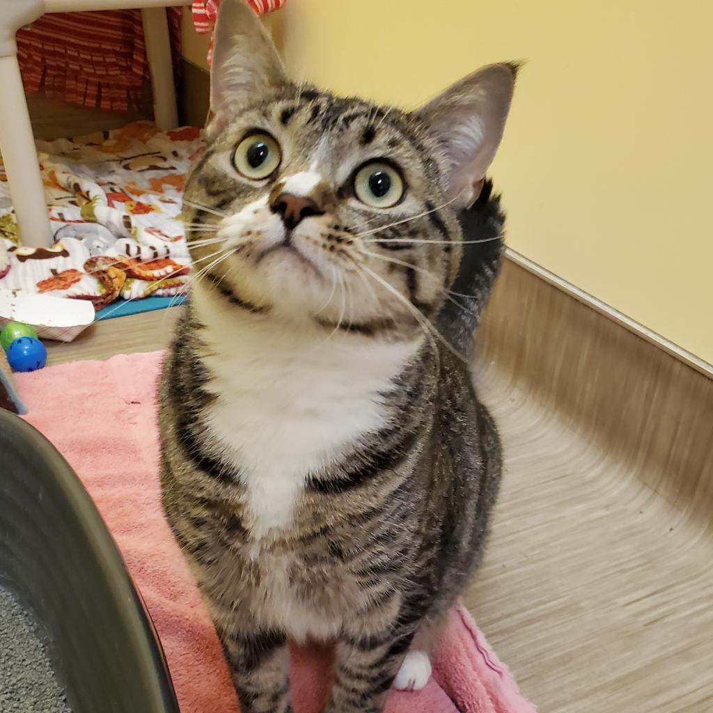 Chi, a Adoptable Domestic Short Hair in Bedford, NH image 4/4