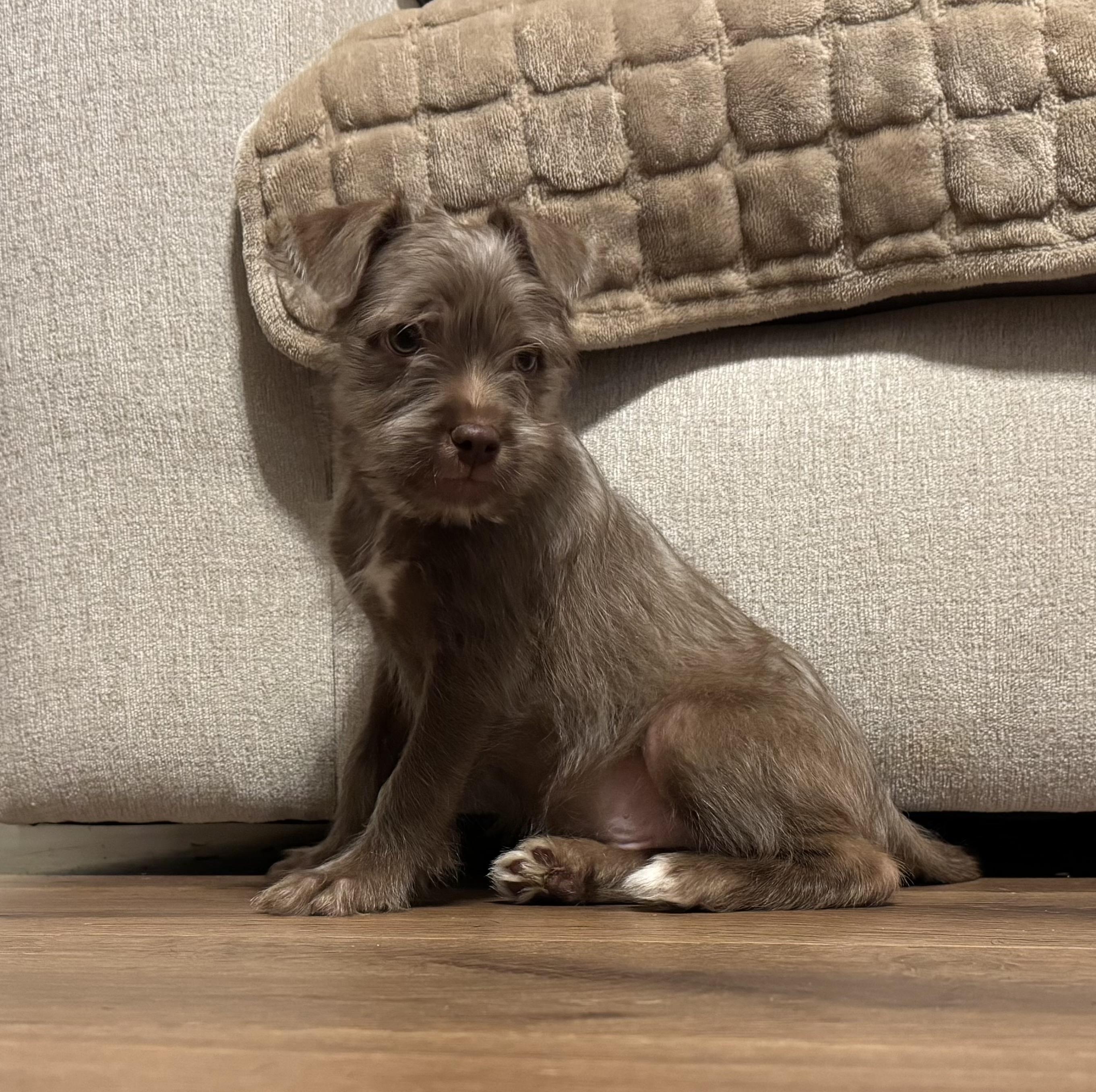 Enlarge Lennon, a ADOPTABLE mixed breed in Maiden, NC image 1/2