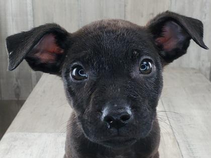 Enlarge November, a Adoptable mixed breed in Shreveport, LA image 1/1