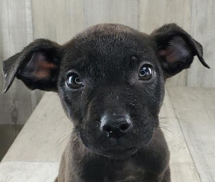 Enlarge November, a Adoptable mixed breed in Shreveport, LA image 2/2