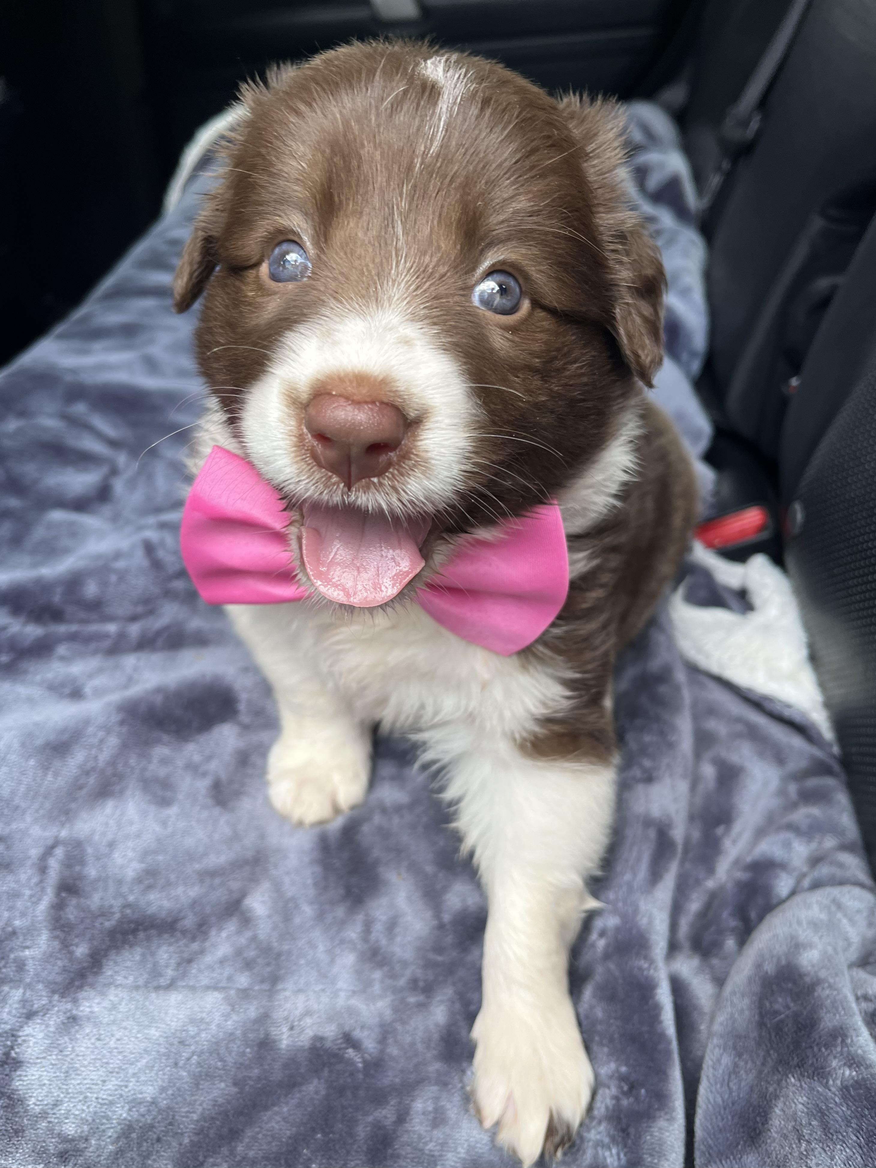 Enlarge Mocha, a Adoptable mixed breed in Barnwell , SC image 2/6