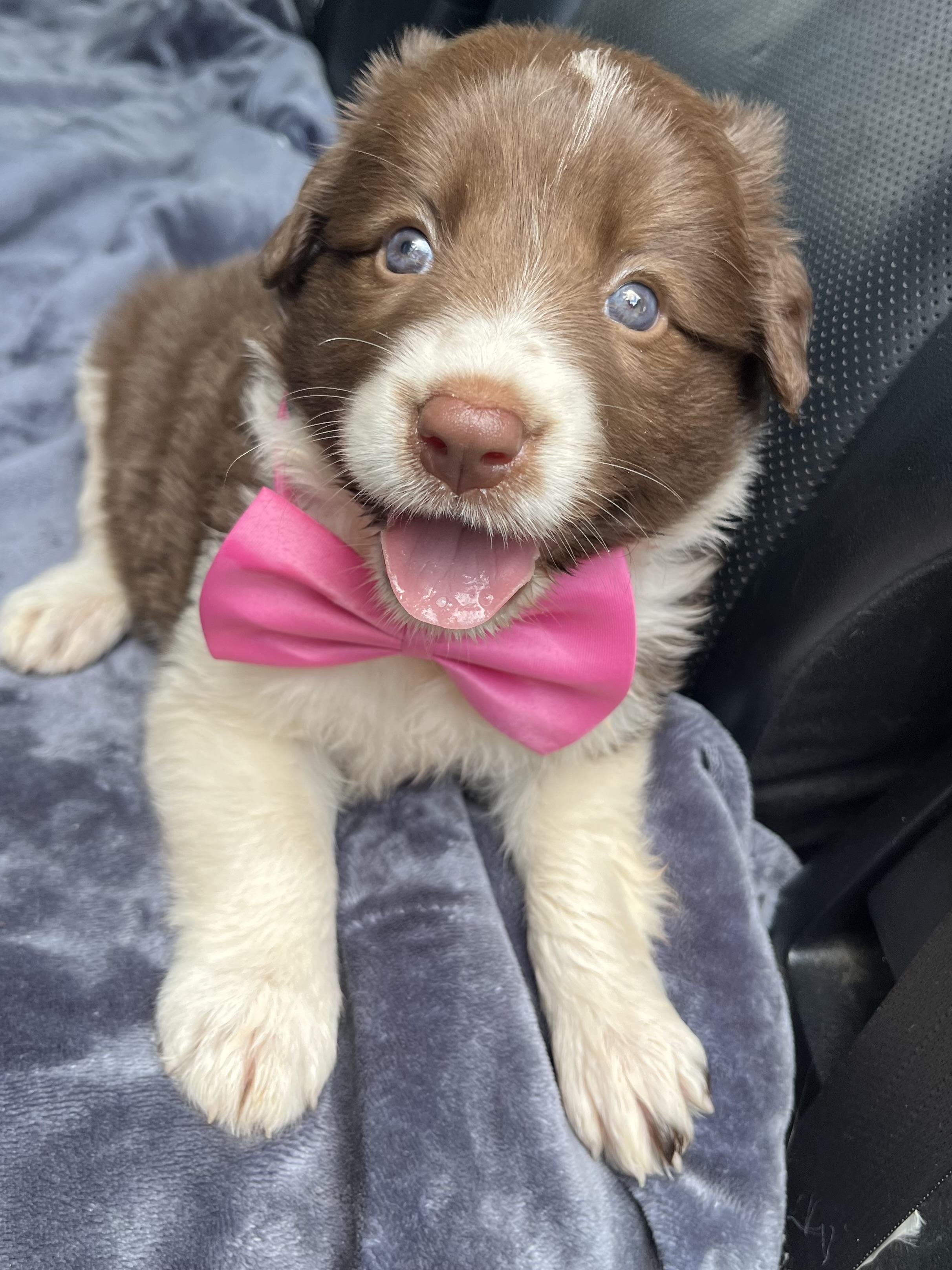Mocha, Adoptable, Puppy Female Border Collie & Mixed Breed.