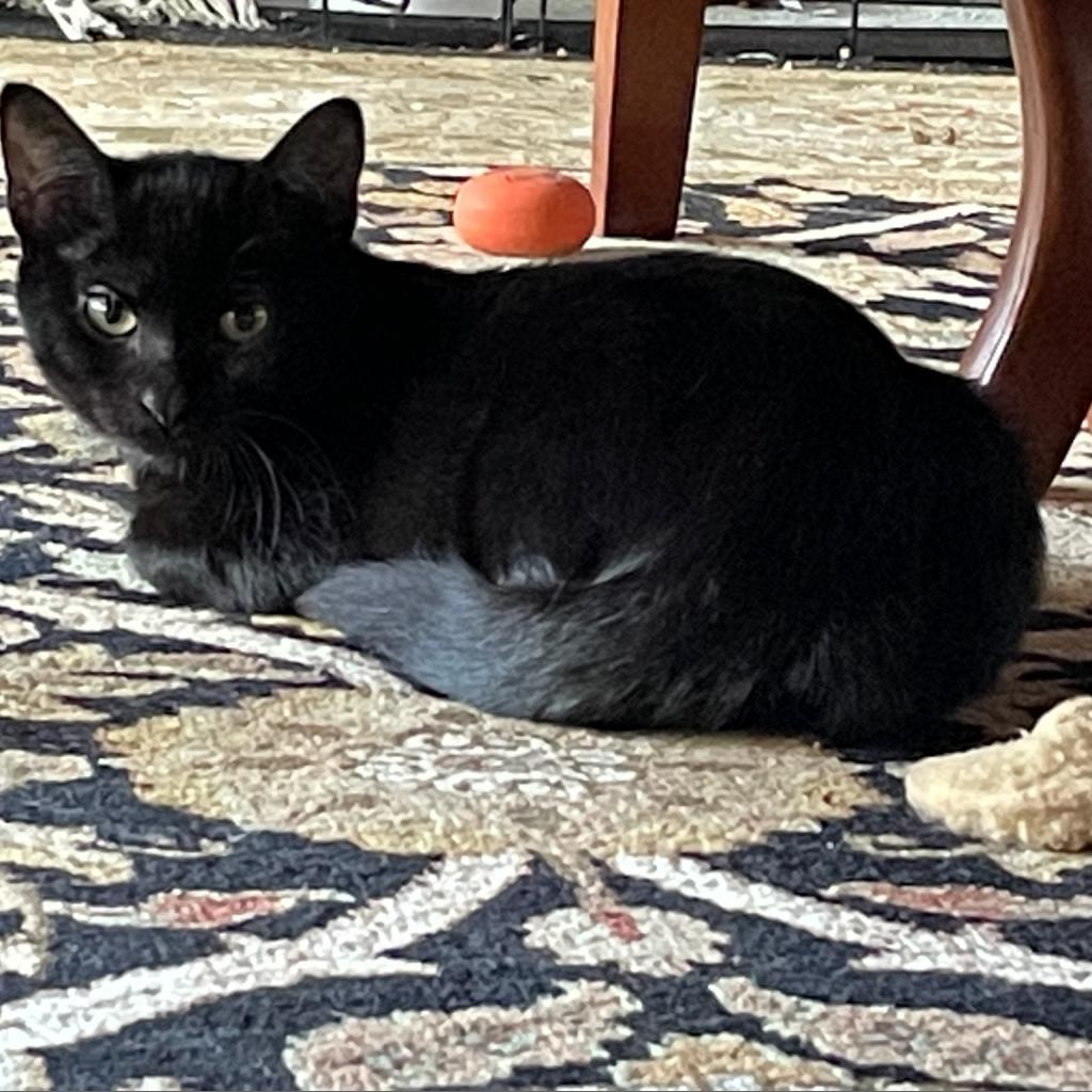 Enlarge Angelica, a Adoptable Domestic Short Hair in Port Richey, FL image 1/5