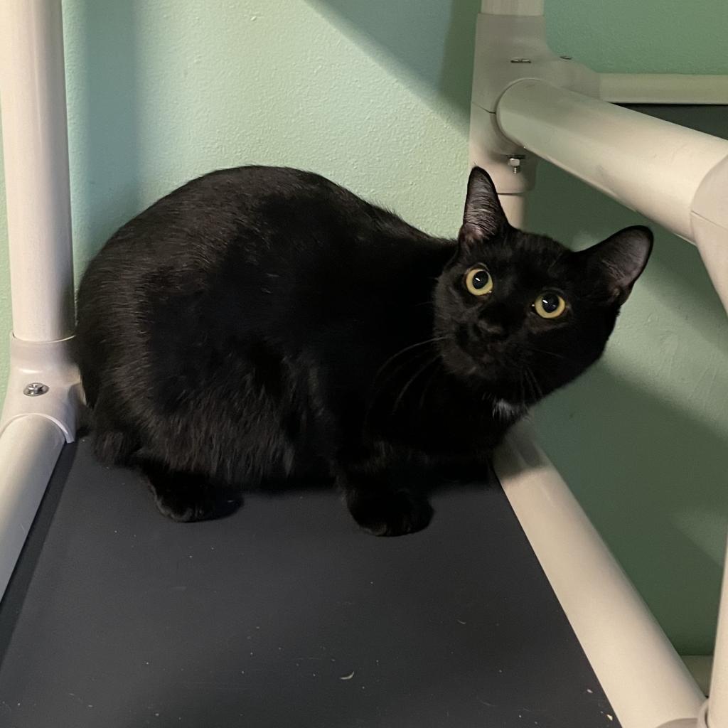 Enlarge Angelica, a Adoptable Domestic Short Hair in Port Richey, FL image 2/5