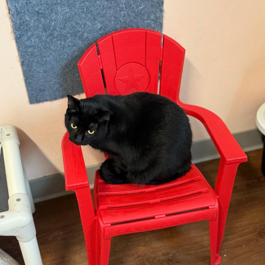 Angelica, a Adoptable Domestic Short Hair in Port Richey, FL image 2/4