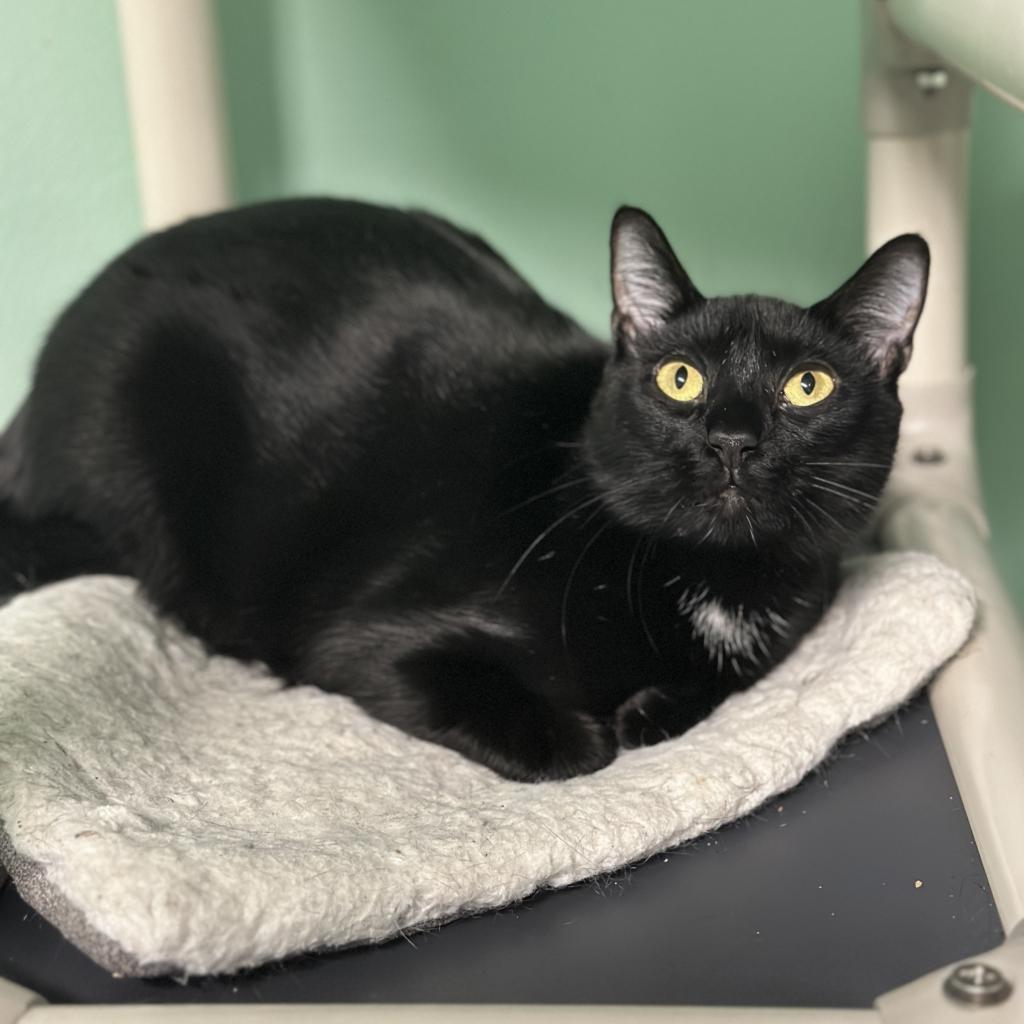 Enlarge Angelica, a Adoptable Domestic Short Hair in Port Richey, FL image 4/5