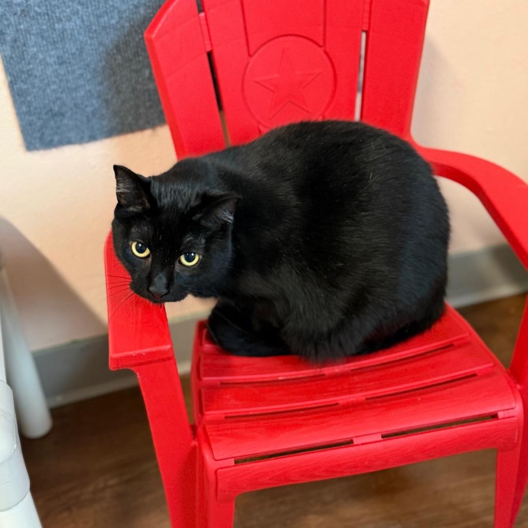 Angelica, a Adoptable Domestic Short Hair in Port Richey, FL image 4/4