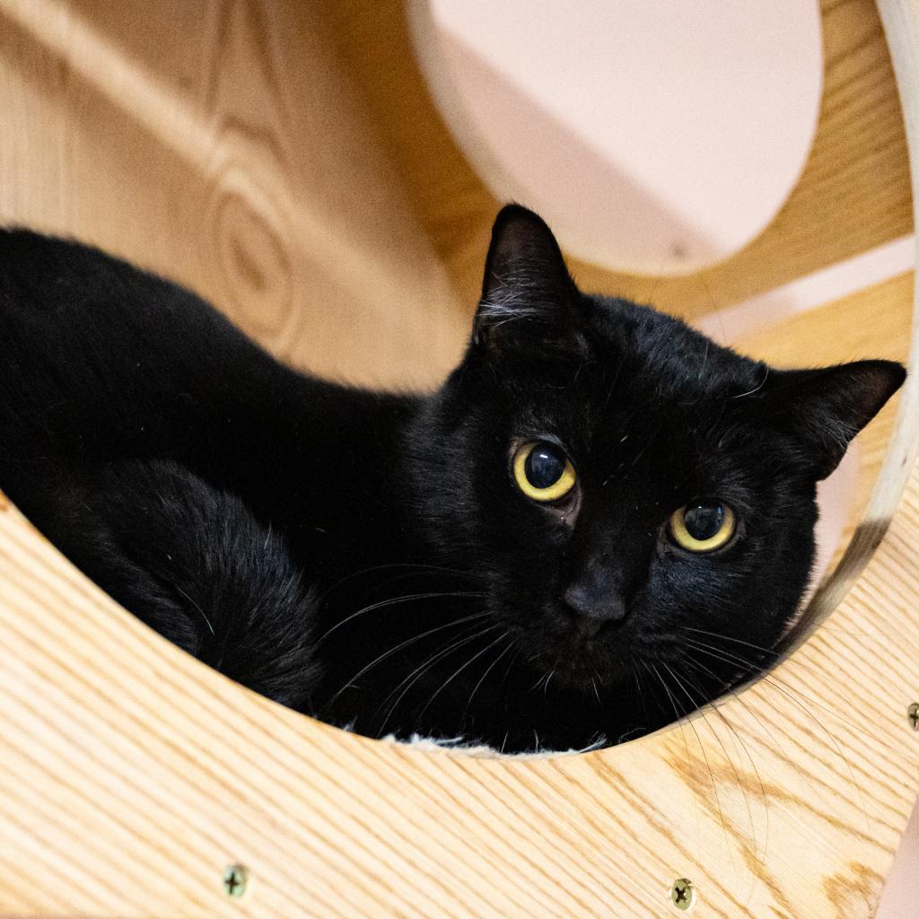 Enlarge Angelica, a Adoptable Domestic Short Hair in Port Richey, FL image 5/5