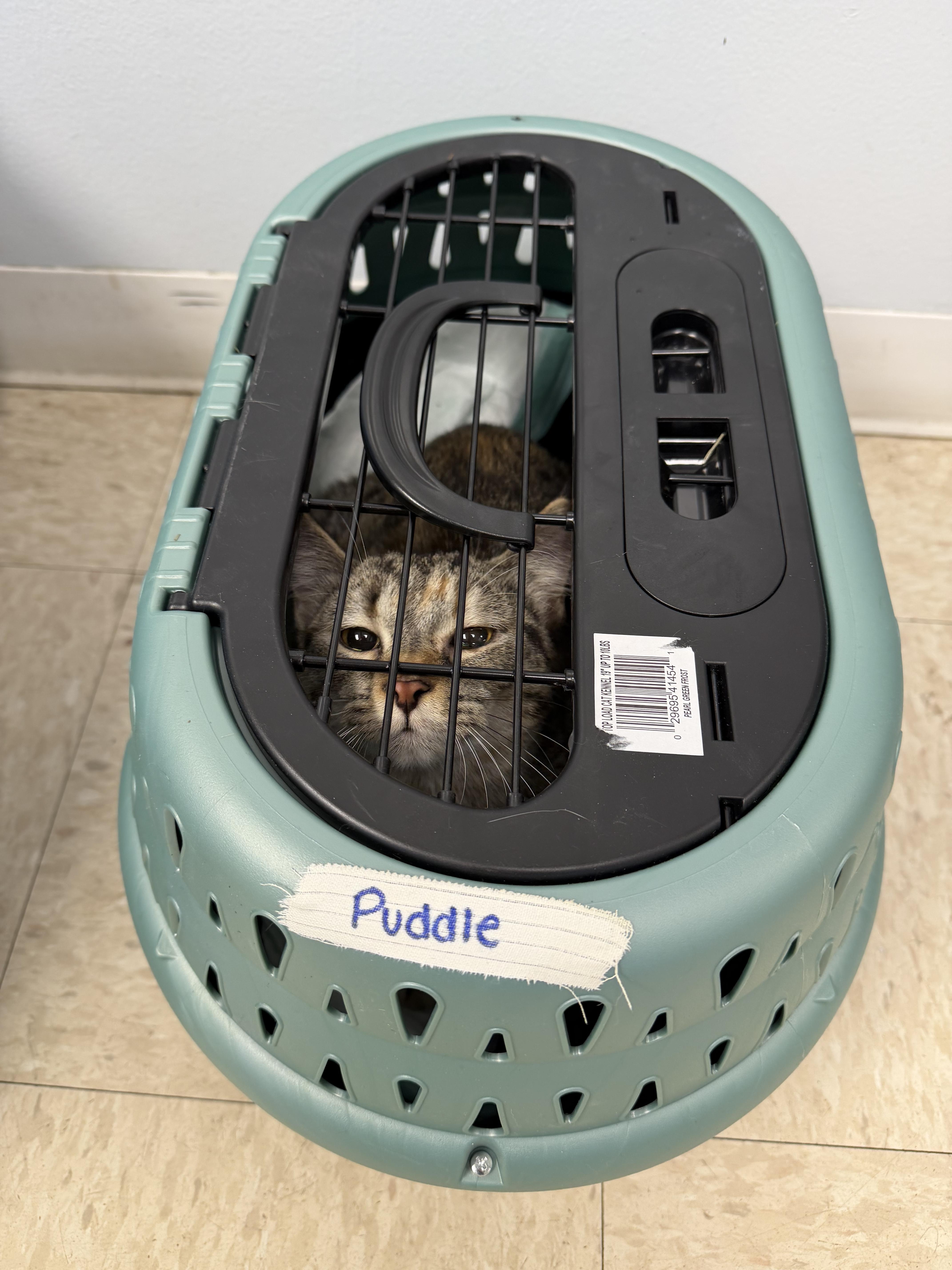 Puddle, adopted, Young Female Tabby & Calico.