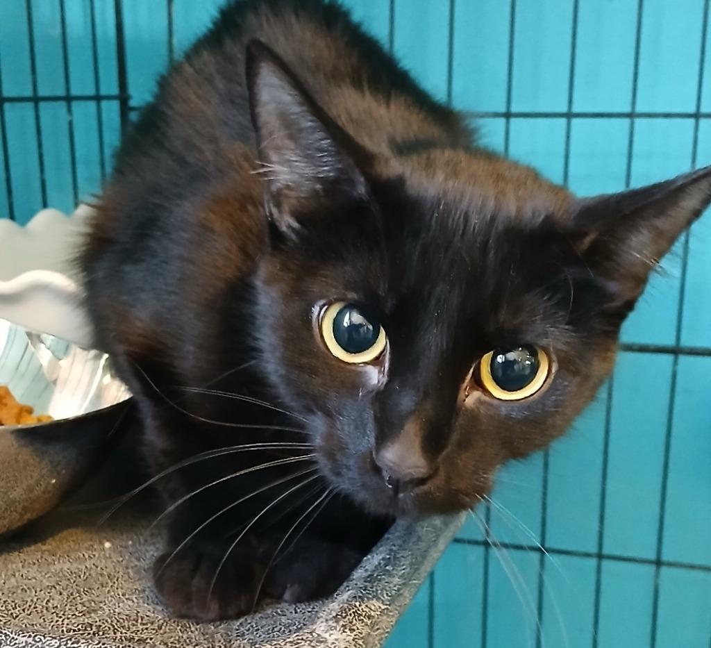 Bugsy, Adoptable, Young Female Domestic Short Hair.