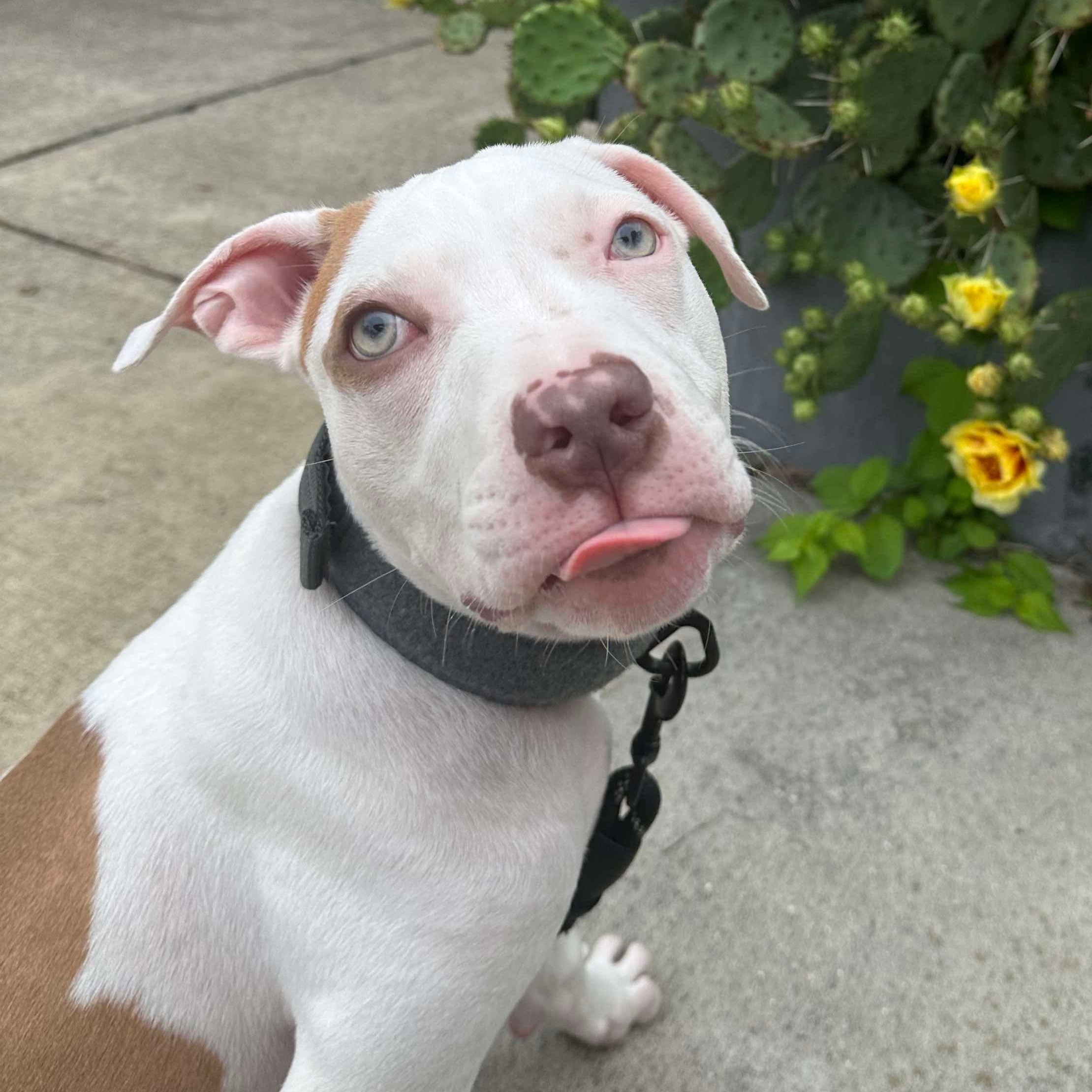 Maverick, Baby Male Terrier