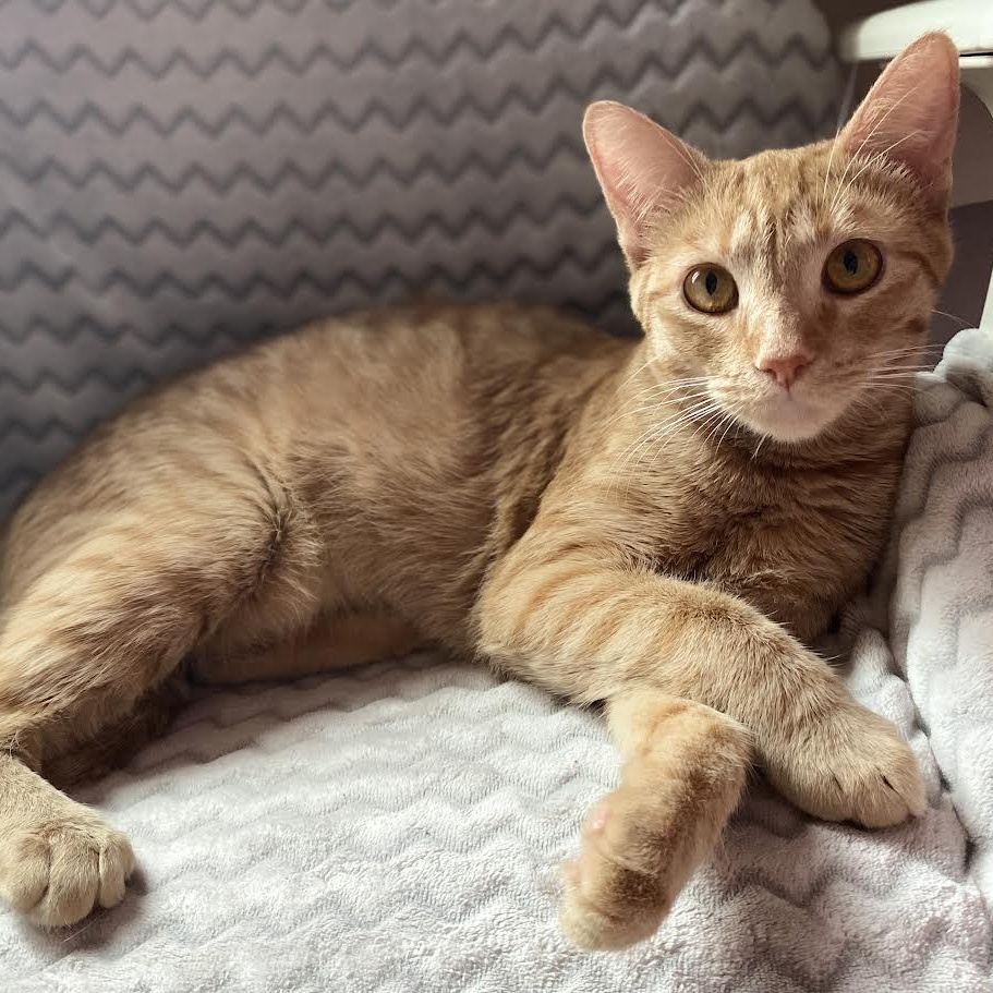 Trixie Kelsang, Adoptable, Young Female Domestic Short Hair & Tabby.
