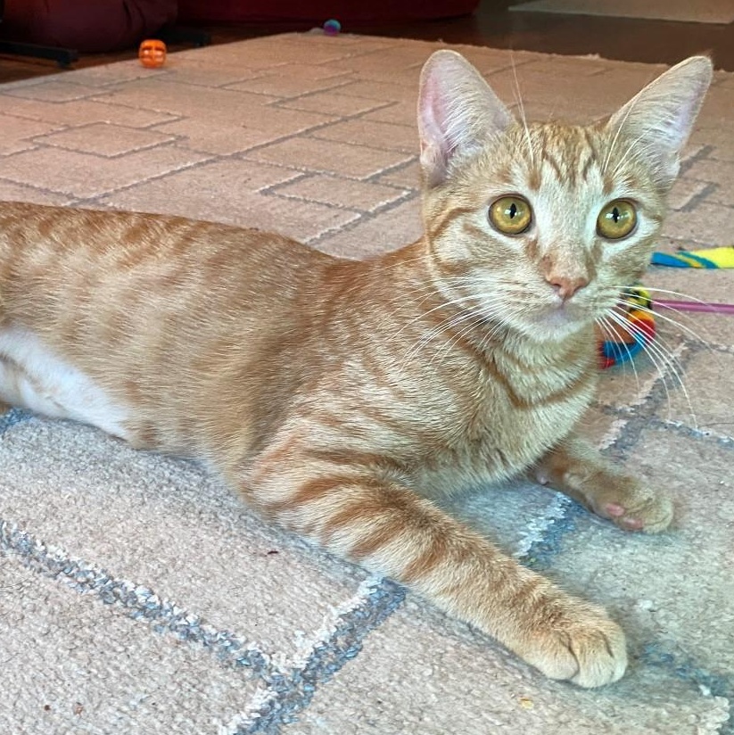 Enlarge Trixie Kelsang, an adopted mixed breed in Denver, CO image 2/6