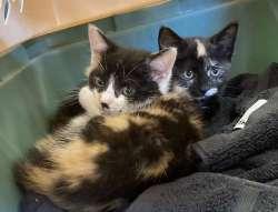 Capri and Carlyle, Baby Female Domestic Short Hair