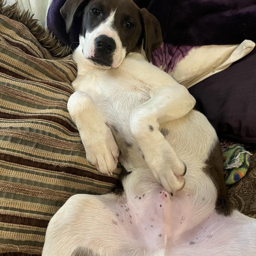 Danaus, Adoptable, Young Male Catahoula Leopard Dog & Hound.