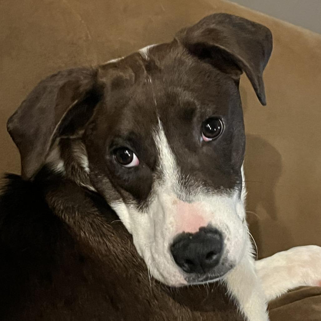 Enlarge Danaus, a Adoptable mixed breed in Staten Island, NY image 2/3