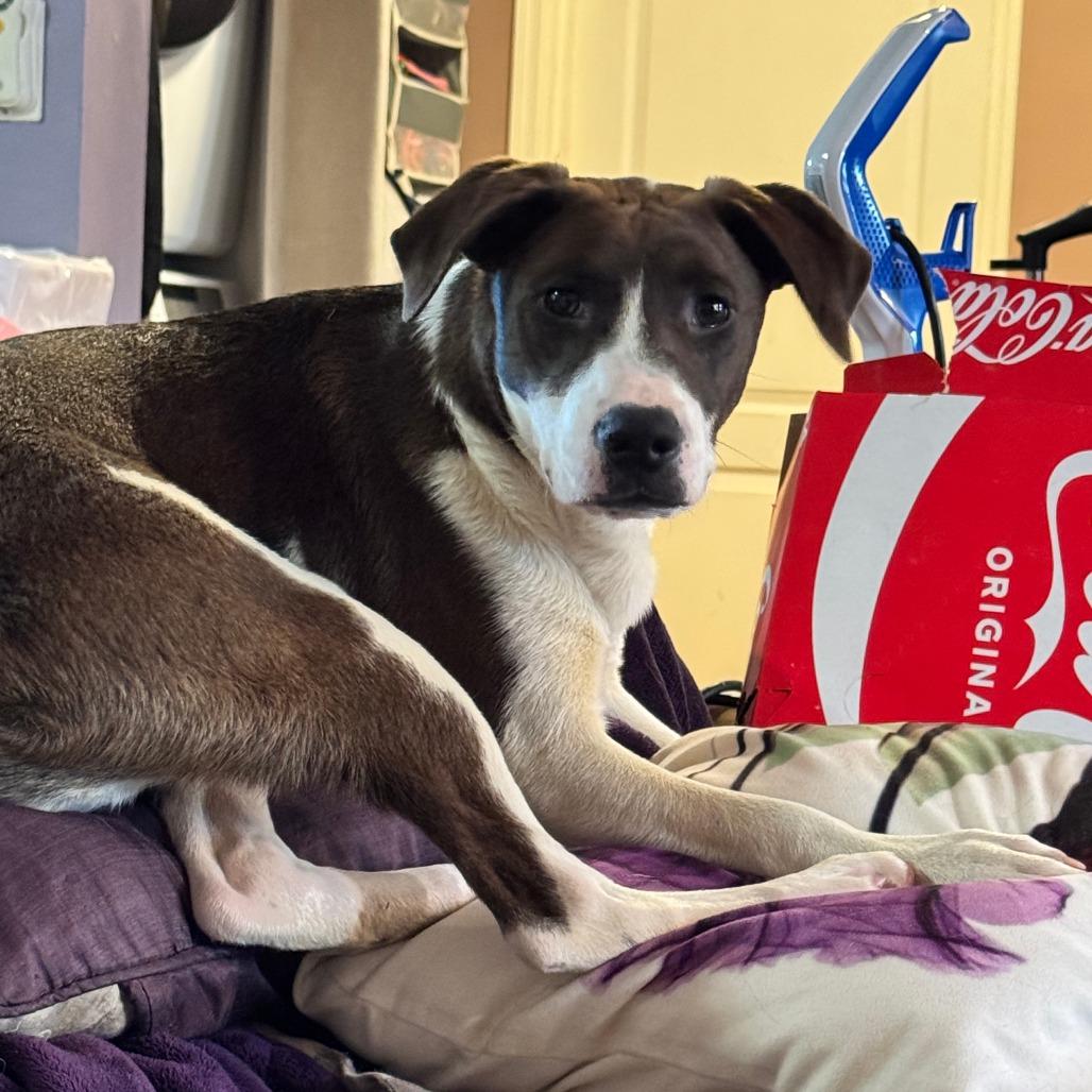 Enlarge Danaus, a Adoptable mixed breed in Staten Island, NY image 3/3