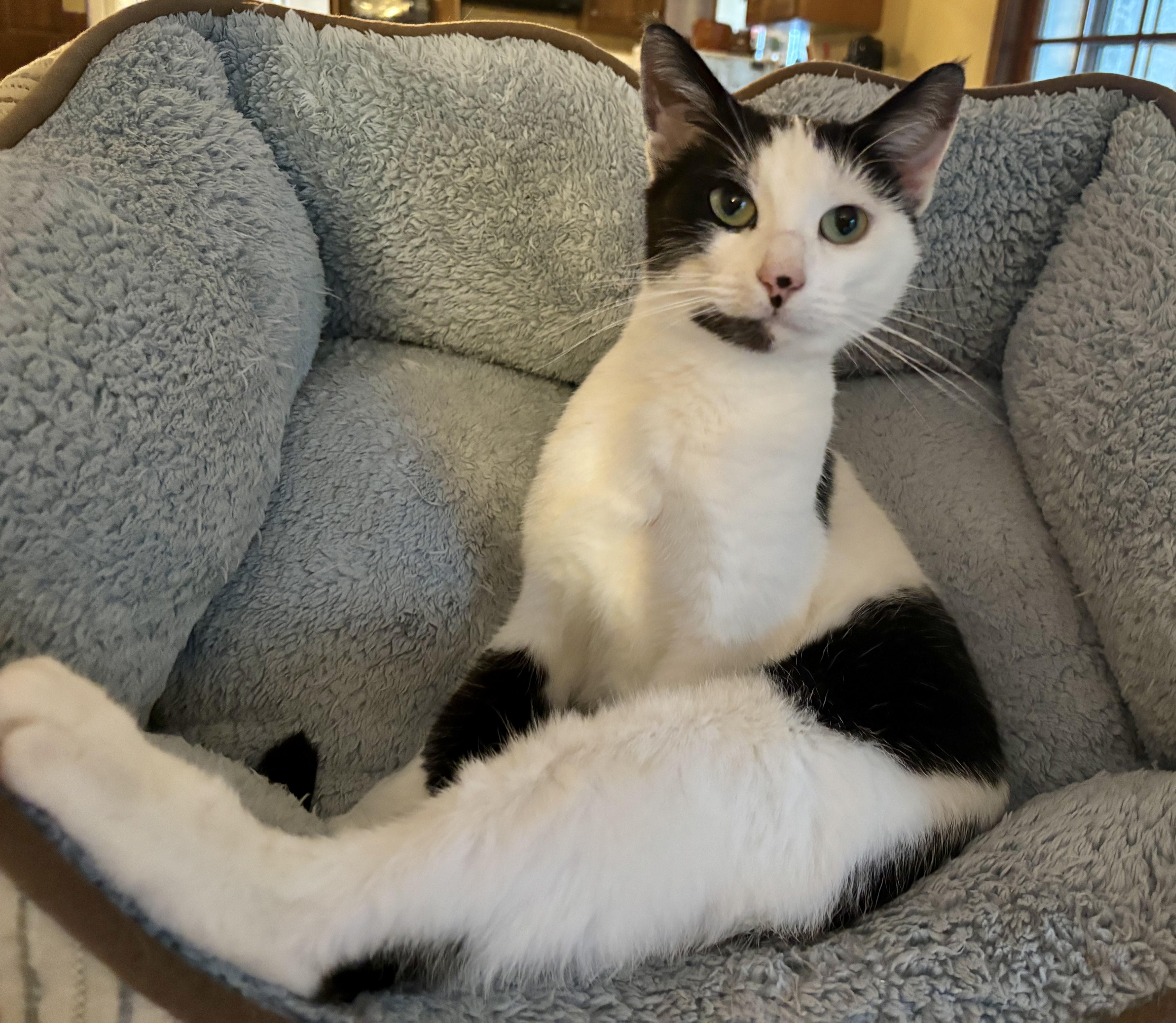 Enlarge Esmeralda, a Adoptable Domestic Short Hair in Dover, DE image 6/6