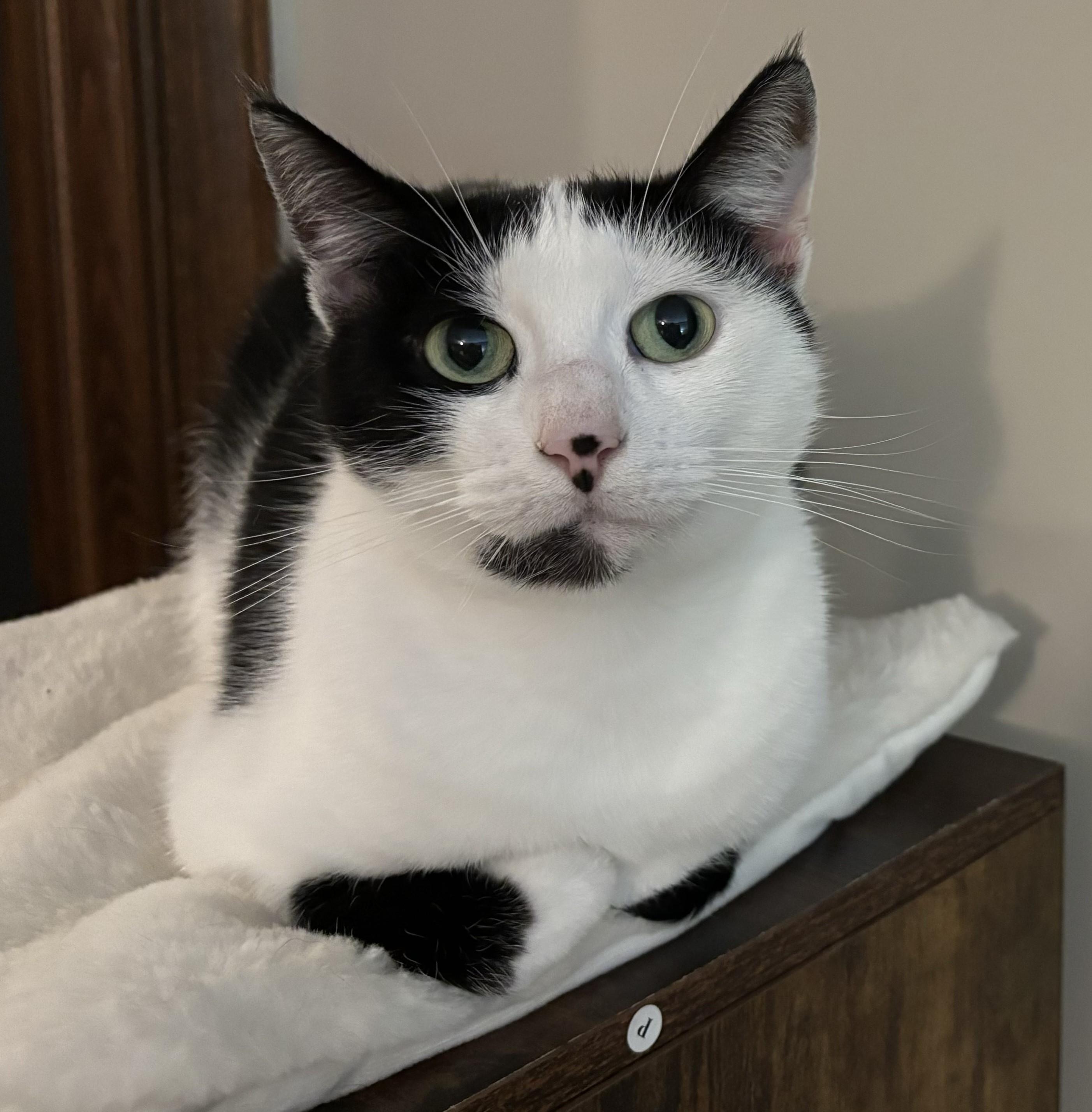 Enlarge Esmeralda, a Adoptable Domestic Short Hair in Dover, DE image 3/6