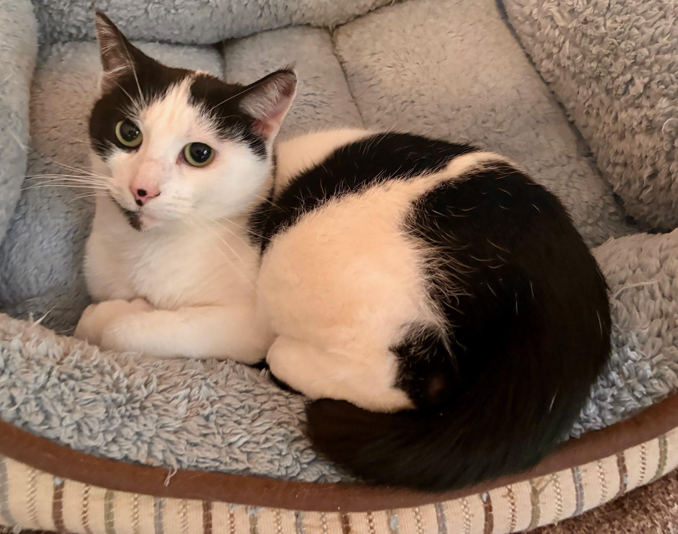 Enlarge Esmeralda, a Adoptable Domestic Short Hair in Dover, DE image 4/6