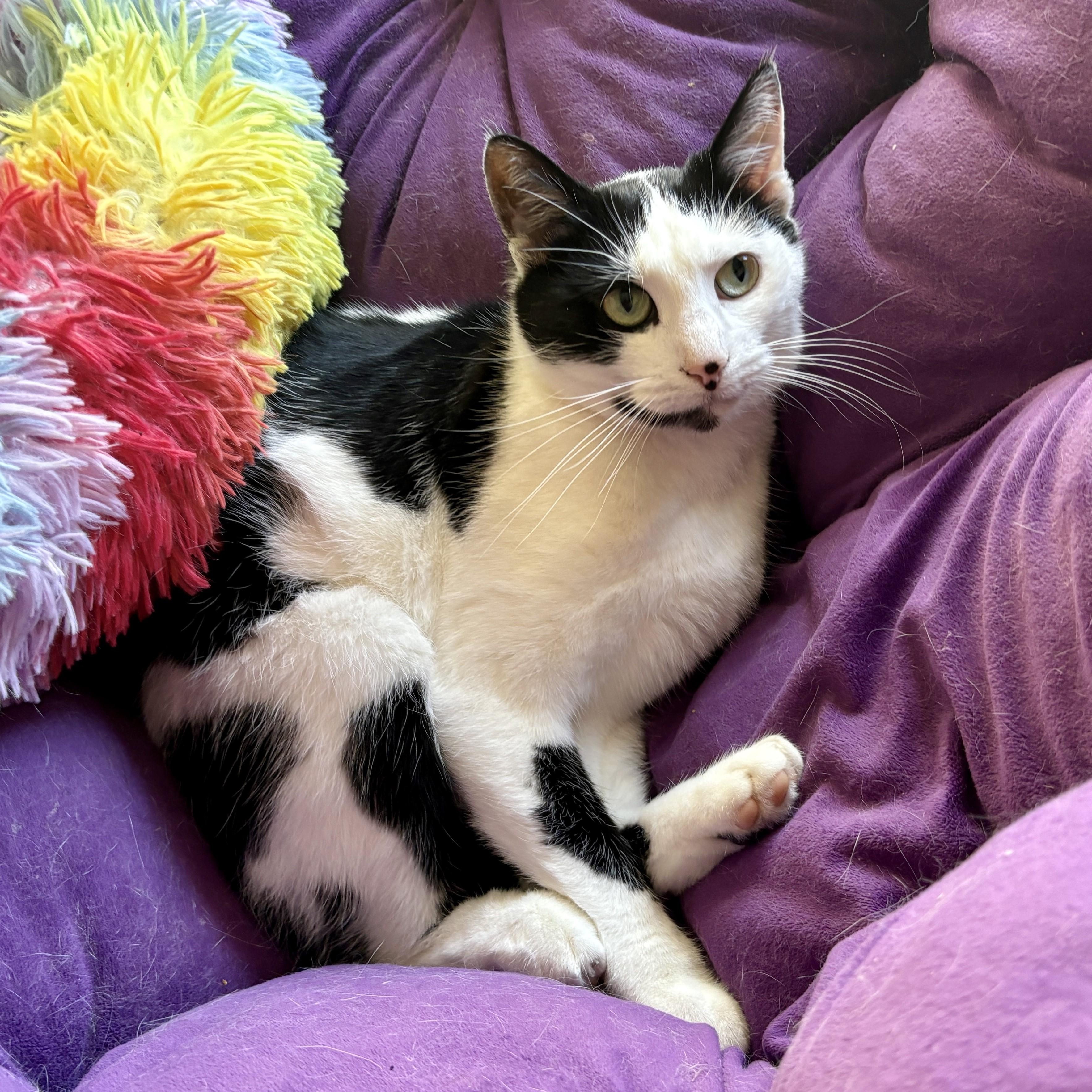 Enlarge Esmeralda, a Adoptable Domestic Short Hair in Dover, DE image 2/6