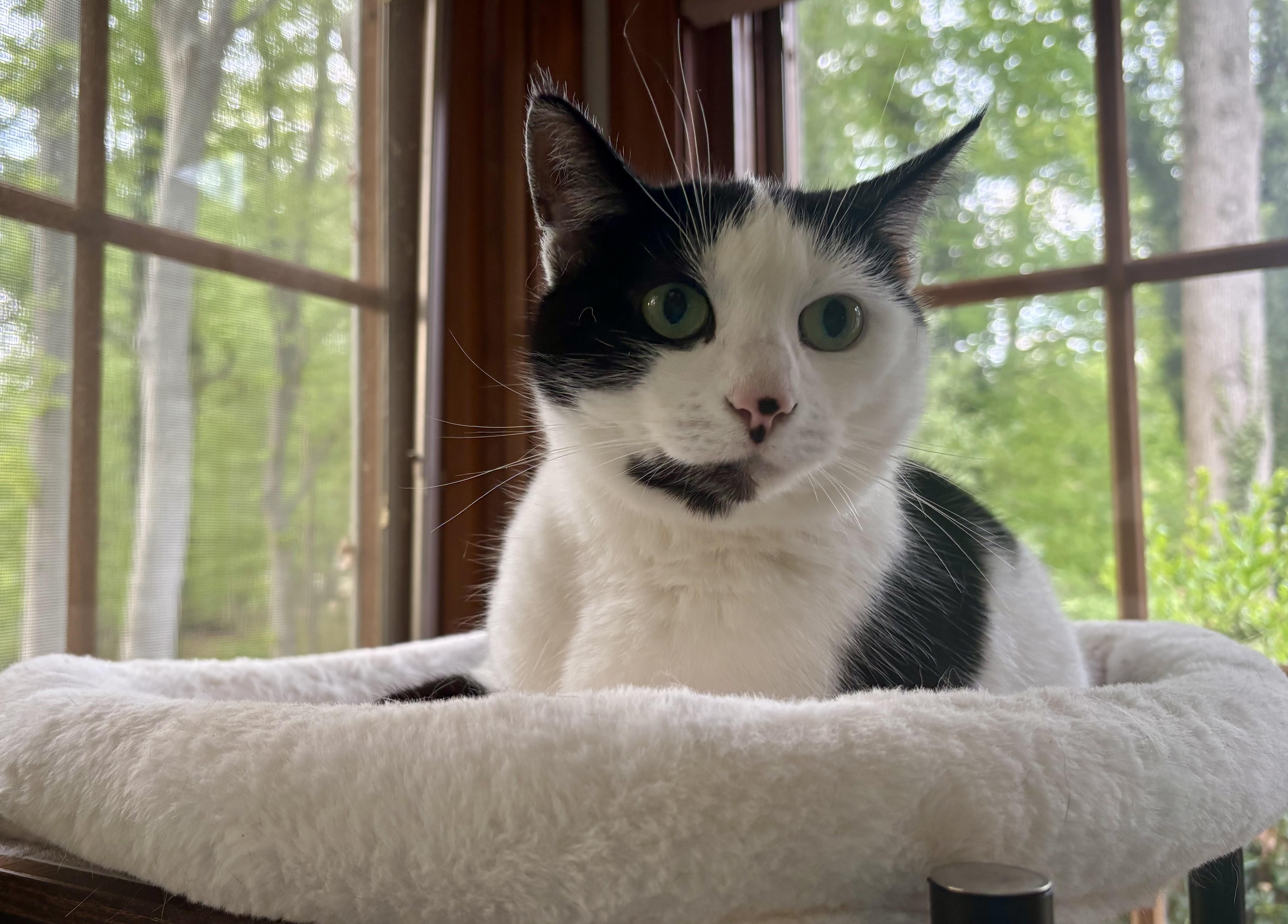 Esmeralda, Adoptable, Adult Female Domestic Short Hair.