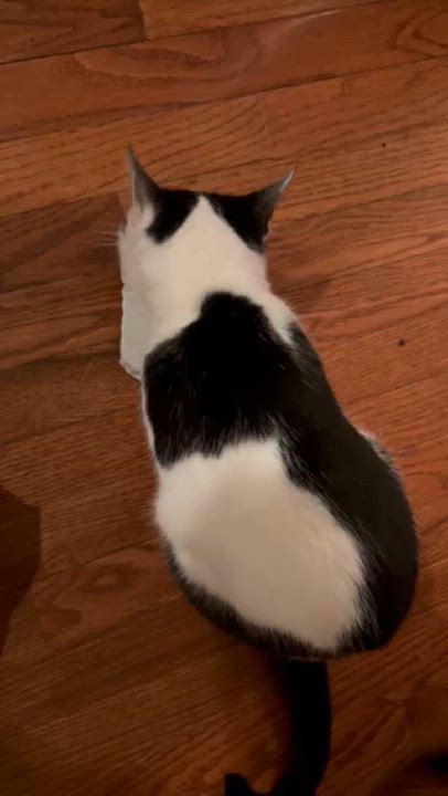 Enlarge Esmeralda, a Adoptable Domestic Short Hair in Dover, DE video 5/6