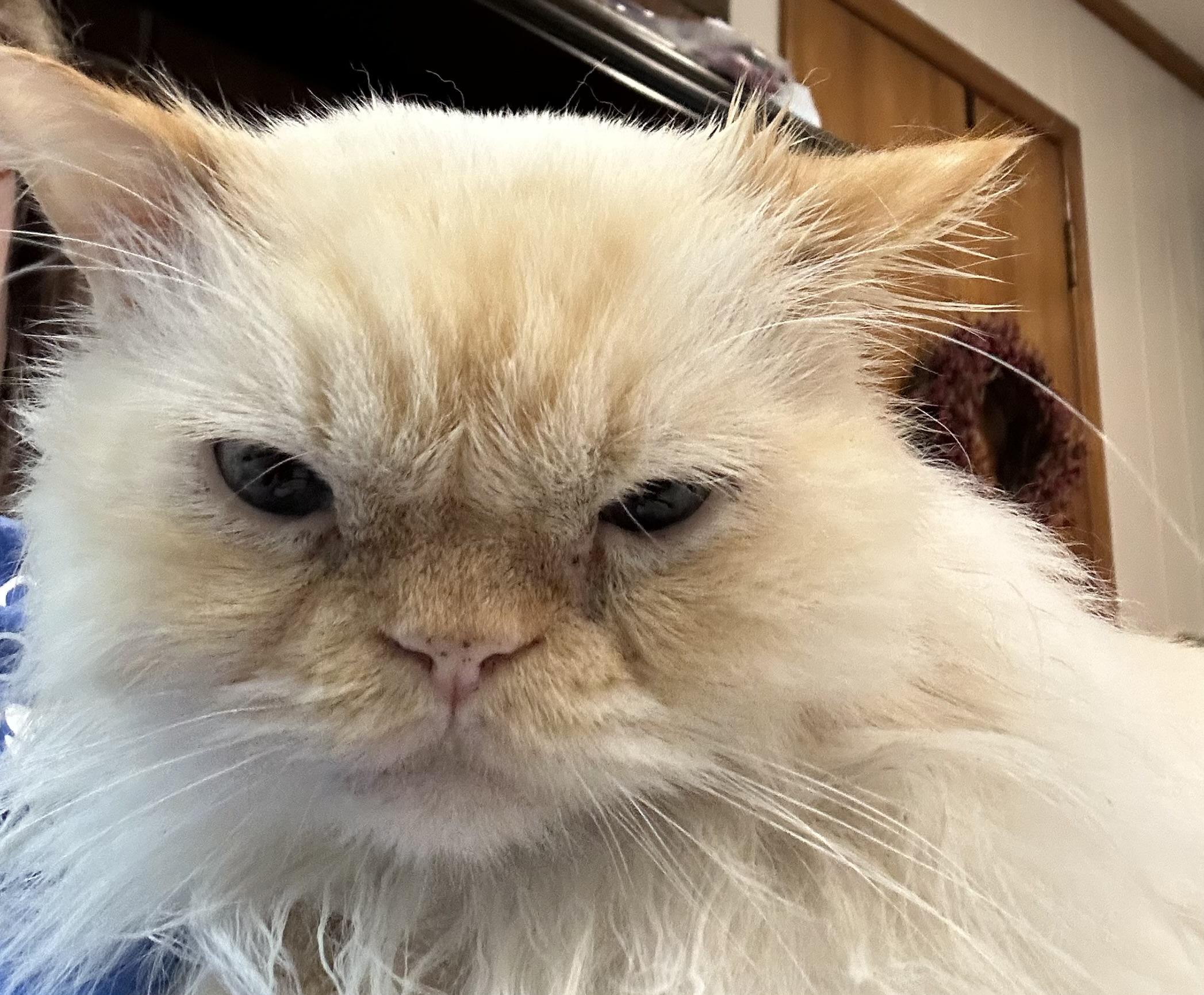 Enlarge Butters, a Adopted Himalayan in Farmington Hills, MI image 4/4