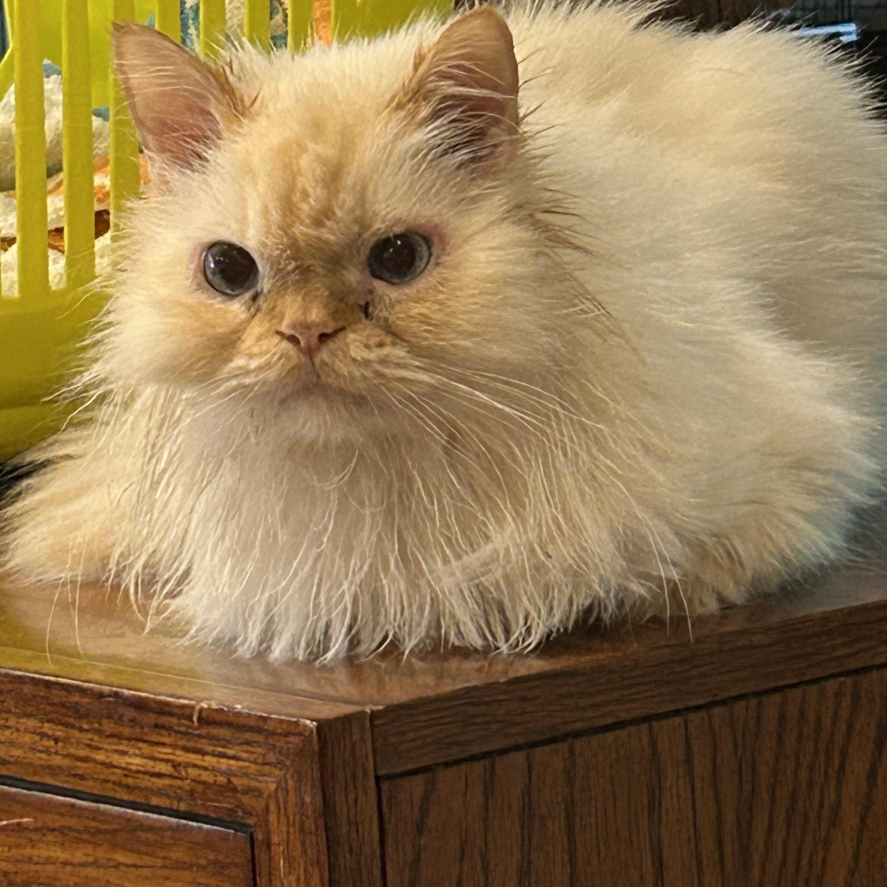 Enlarge Butters, a Adopted Himalayan in Farmington Hills, MI image 1/4