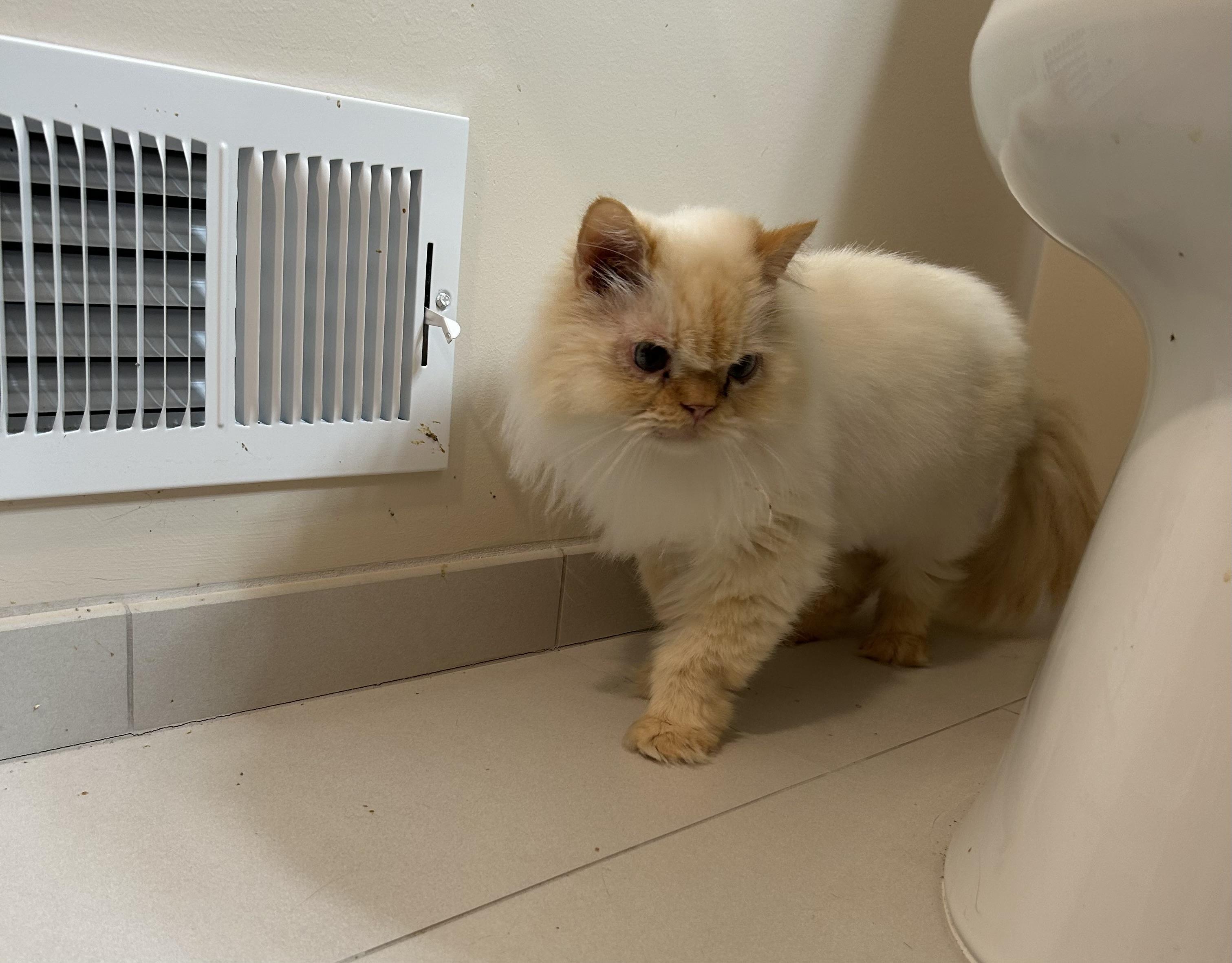 Enlarge Butters, a Adopted Himalayan in Farmington Hills, MI image 2/4